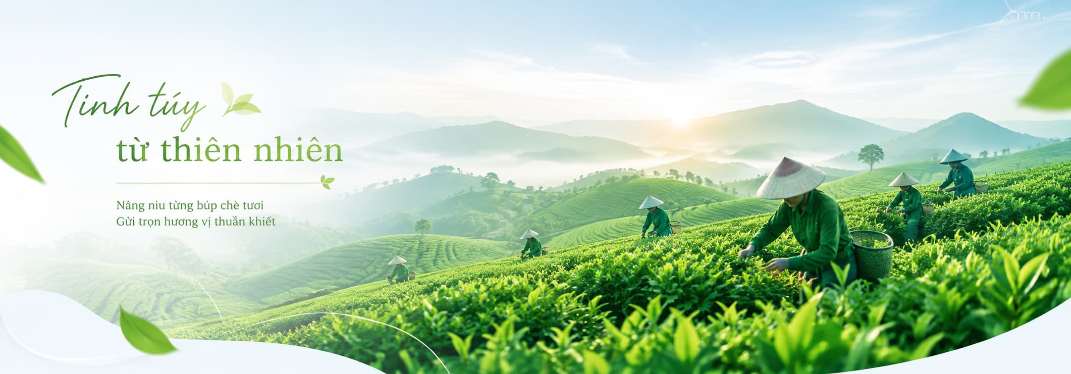 Đồi chè Tân Cương slide